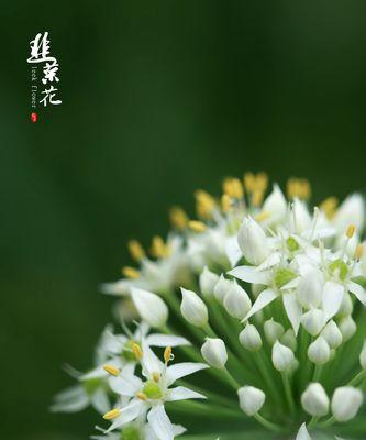 韭菜会开花吗？一般什么时候会开花？