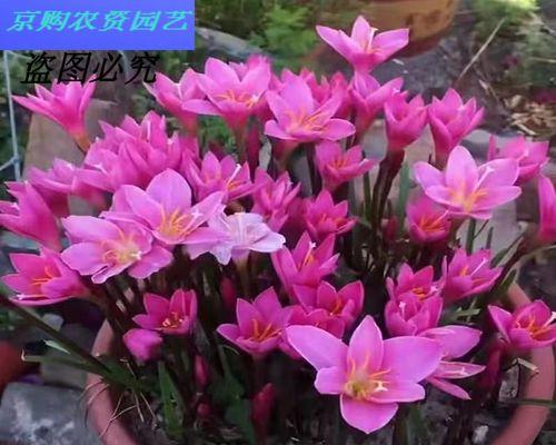 韭菜会开花吗？一般什么时候会开花？