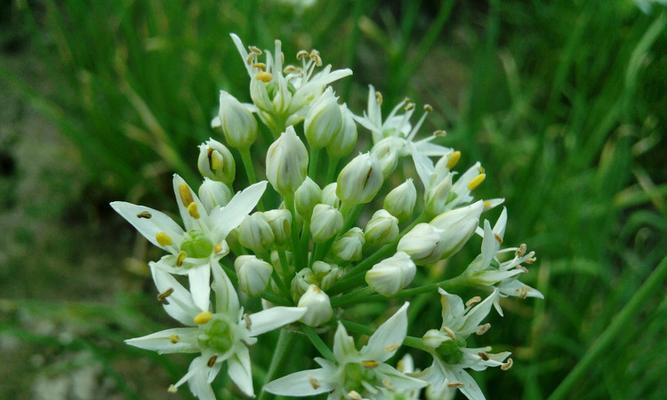 韭菜开花吗？开的花是什么样子的？