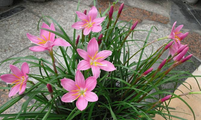 韭菜兰花一年能开几次花？如何确保花期延长？