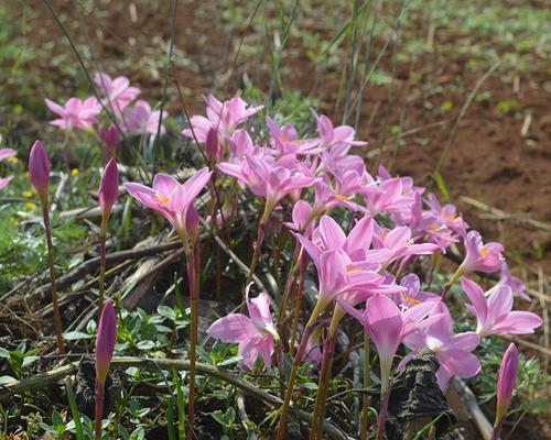 韭菜兰种球如何保存？最佳种植时间是什么时候？