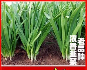 韭菜什么季节种植最合适？如何确保高产？