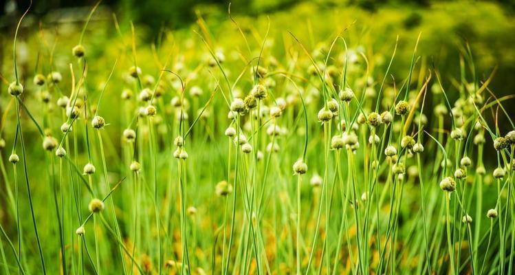 韭菜是多年生植物吗？一年生韭菜的特点是什么？