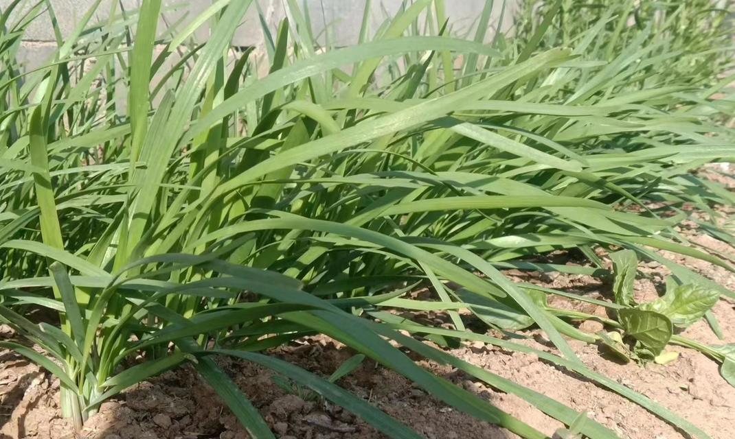 韭菜是多年生植物吗？了解韭菜的生长周期和特性