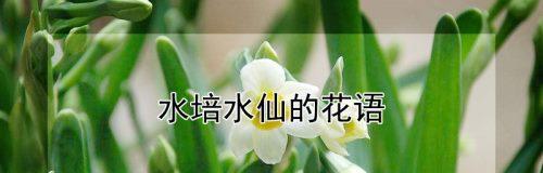 秋水仙花语是什么？山水仙花与秋水仙花语有何不同？