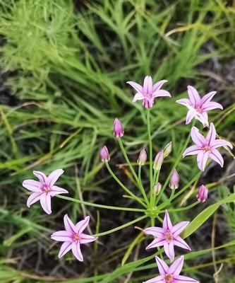 韭菜属于什么植物类型？它是草本植物吗？