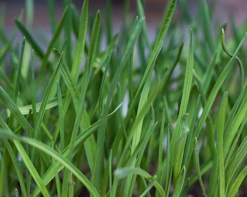 韭菜属于什么植物类型？它是草本植物吗？