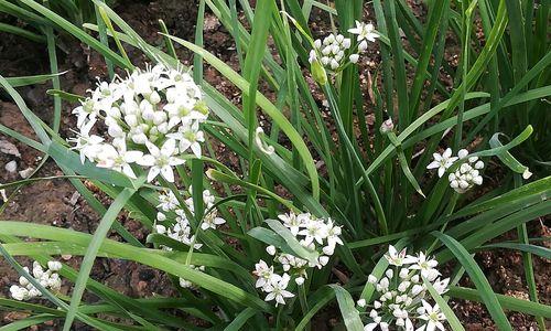 韭菜一年开几次花？如何正确管理韭菜开花？