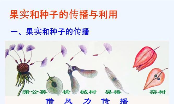 韭菜种子催芽方法是什么？如何正确进行催芽操作？