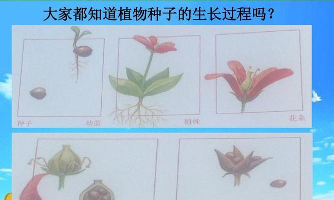 韭菜种子发芽需要多长时间？如何加速发芽过程？