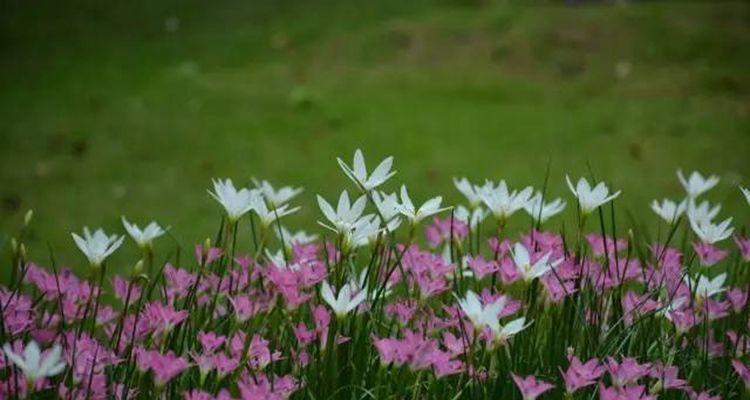 韭兰花几月份种植最好？什么时候种植合适？