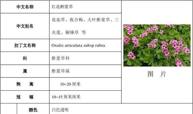 韭莲怎么种植？最佳种植时间是什么时候？