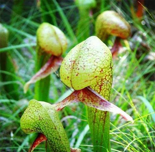 食人花的花语是什么？这种神秘植物的含义你知道吗？