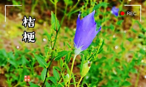 桔梗多久开花一次？如何正确养护以促进花期？