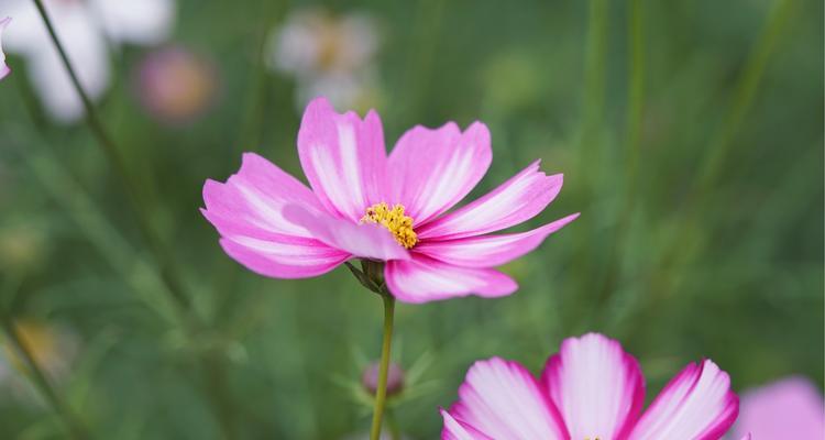 送老师什么花最合适？花语有哪些讲究？