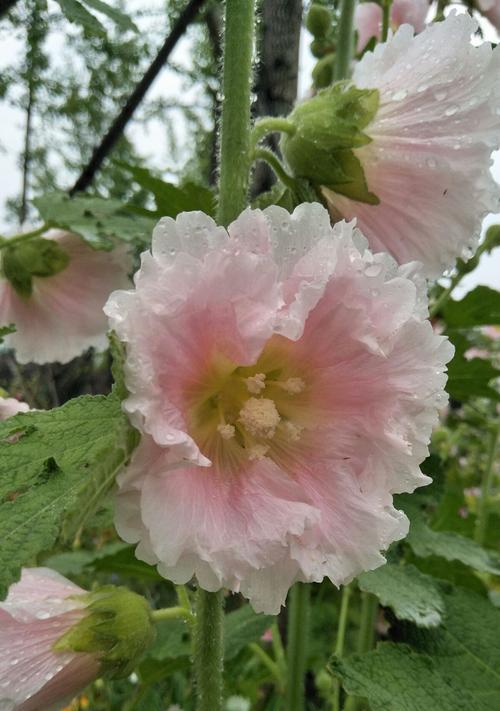 蜀葵花语是什么？蜀葵的传说有哪些？