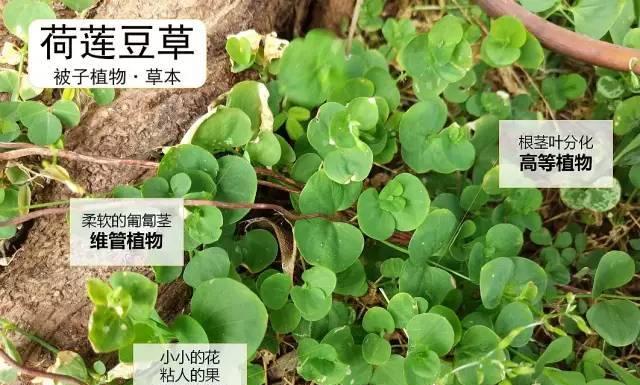 桔梗和狗宝是同一种植物吗？它们之间有什么区别？