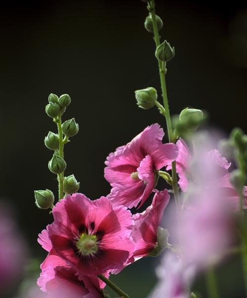 蜀葵花语是什么？蜀葵的象征意义有哪些？