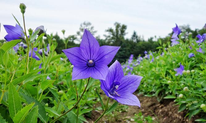 桔梗花代表什么意思？它的花语和象征意义是什么？