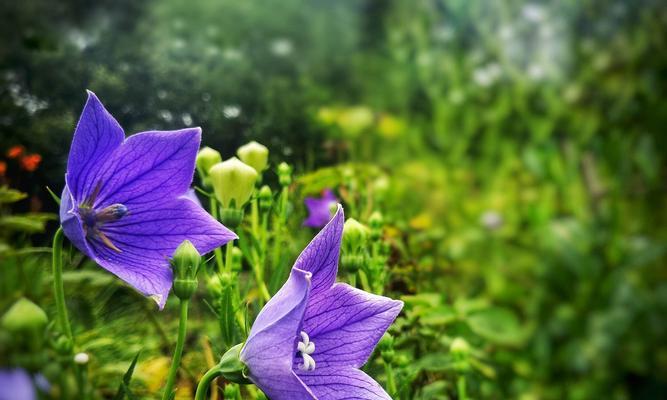 桔梗花什么时候开花？花期持续多久？