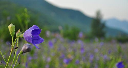 桔梗花几月份种植最合适？如何确保高成活率？