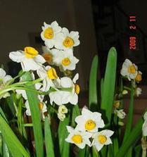 水仙花的花语是什么？如何正确解读水仙花的寓意？