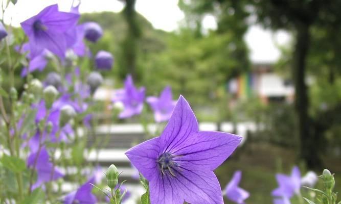 桔梗花期多长时间？如何延长花期？