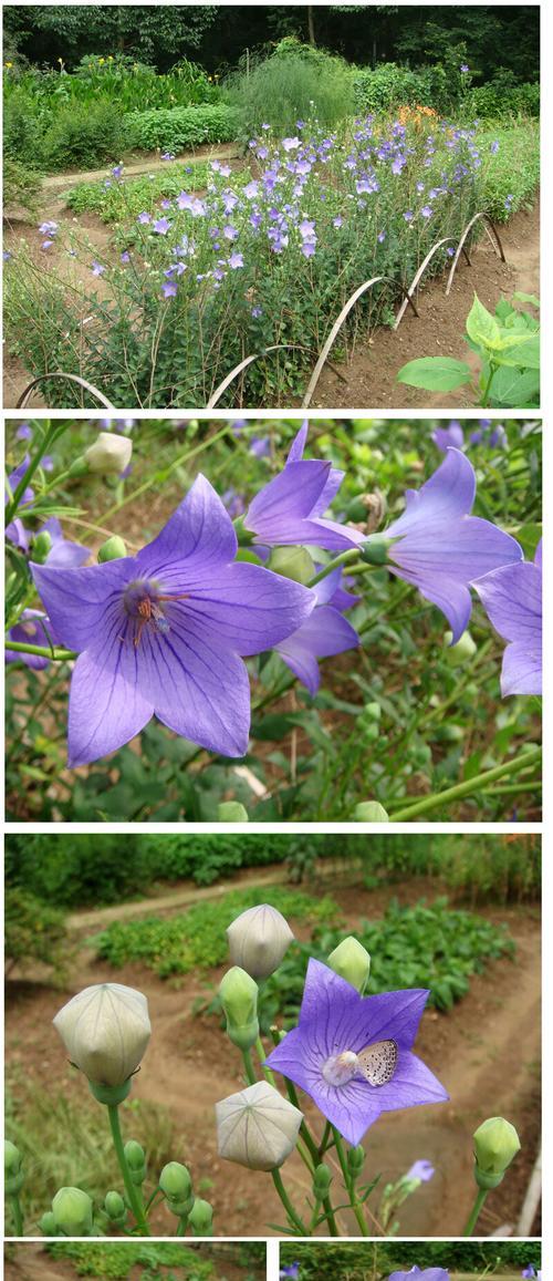 桔梗花的生命周期是多久？一年生还是多年生植物？