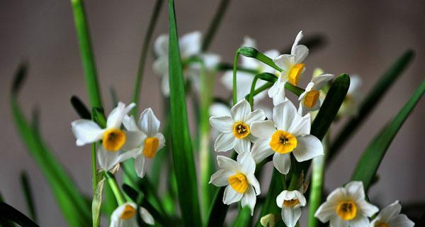 水仙花的花语代表什么？如何解读水仙花的含义？