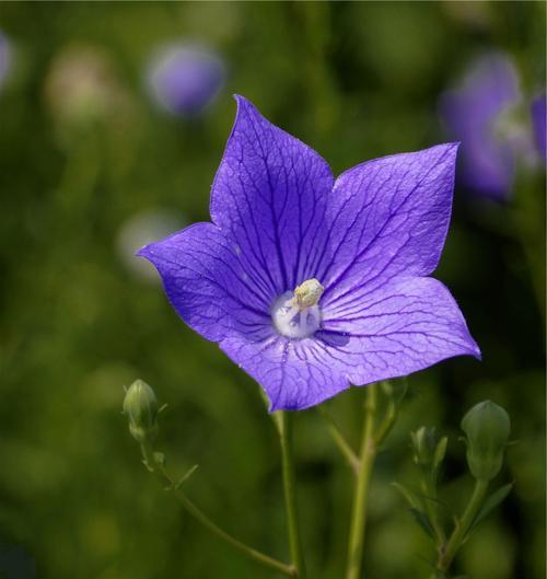 桔梗花什么时候会开花？如何正确种植以确保开花？