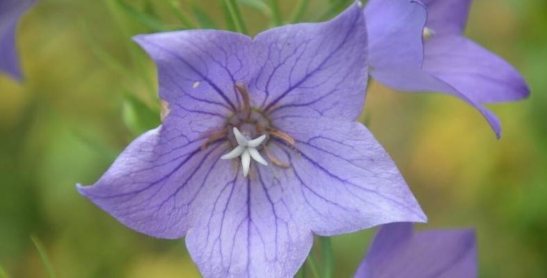 桔梗的开花时间是几月？如何确定桔梗的开花季节？