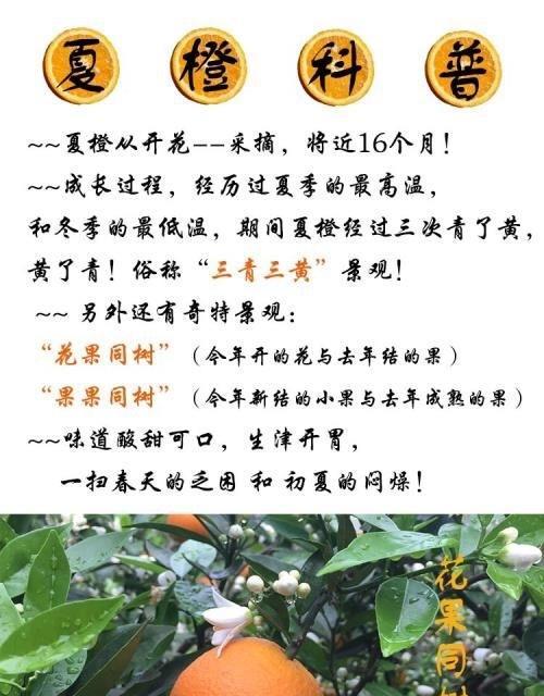 桔子套袋的最佳时间是什么时候？正确的套袋方法有哪些？