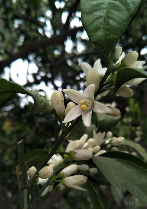 桔子树会开花吗？开什么样的花？