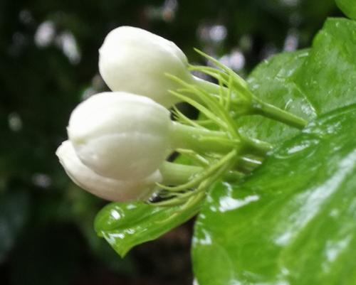 送茉莉花代表什么含义？茉莉花的花语有哪些？