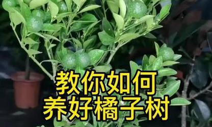 桔子树不开花是什么原因？如何解决？