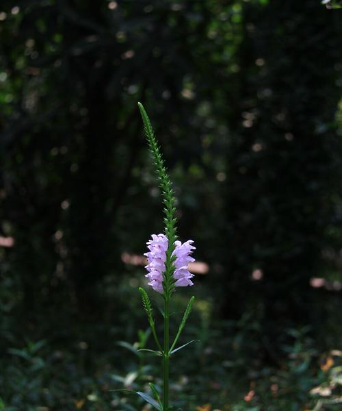 随意草的花语是什么？如何正确解读随意草的含义？