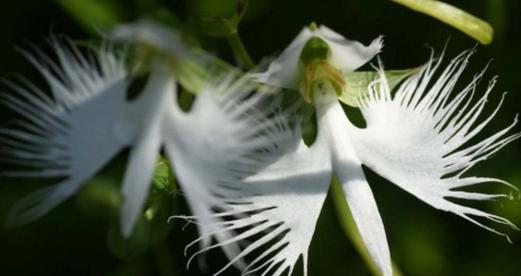 索玛花的花语是什么？了解索玛花的含义和象征意义？