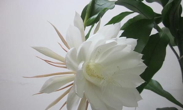 昙花花语是什么？如何正确解读昙花的寓意？