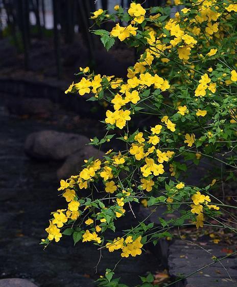 棠棣花的寓意是什么？如何正确理解棠棣花的象征意义？