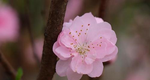 桃花的花语是什么？桃花象征着什么意义？