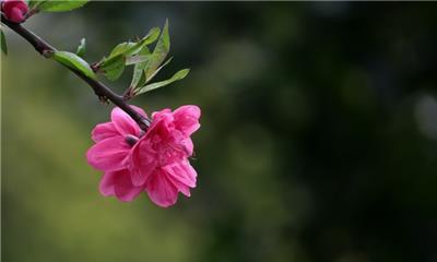 桃花的花语是什么？桃花象征着什么意义？