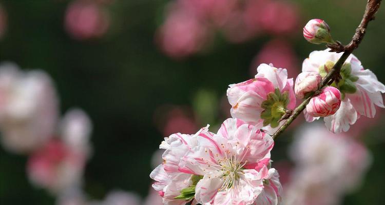 桃花的花语是什么意思？如何解读桃花的象征意义？