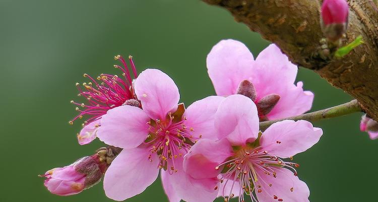 桃花的寓意象征是什么？桃花在文化中代表了哪些意义？