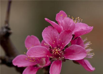 桃花花语是什么？如何解读桃花的象征意义？