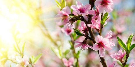 桃花花语是什么意思？如何解读桃花的象征意义？