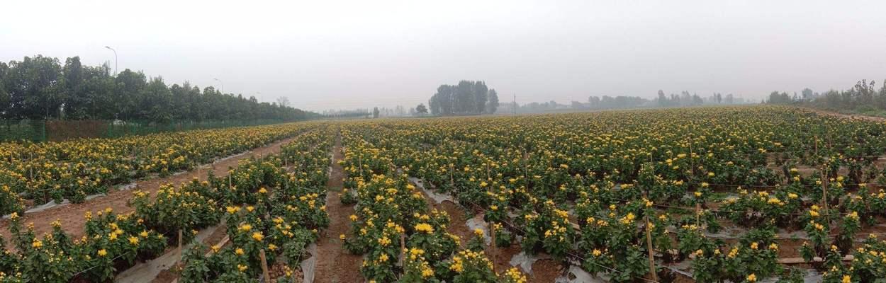 菊花的种植方法和时间是什么时候？栽培的最佳时机在哪里？