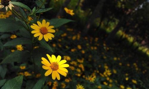 菊花冬天掉叶子正常吗？叶子掉光了怎么办？