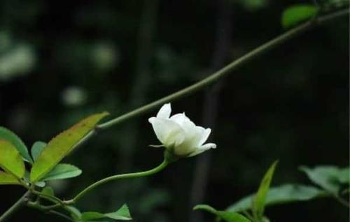 荼蘼花的花语是什么？如何解读荼蘼花的象征意义？