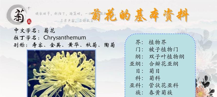 菊花扦插的最佳月份是什么时候？如何提高成活率？