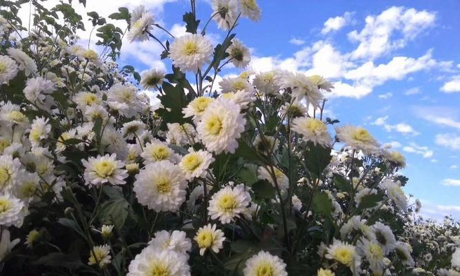 菊花浇水技巧：什么水能让菊花长得更旺盛？